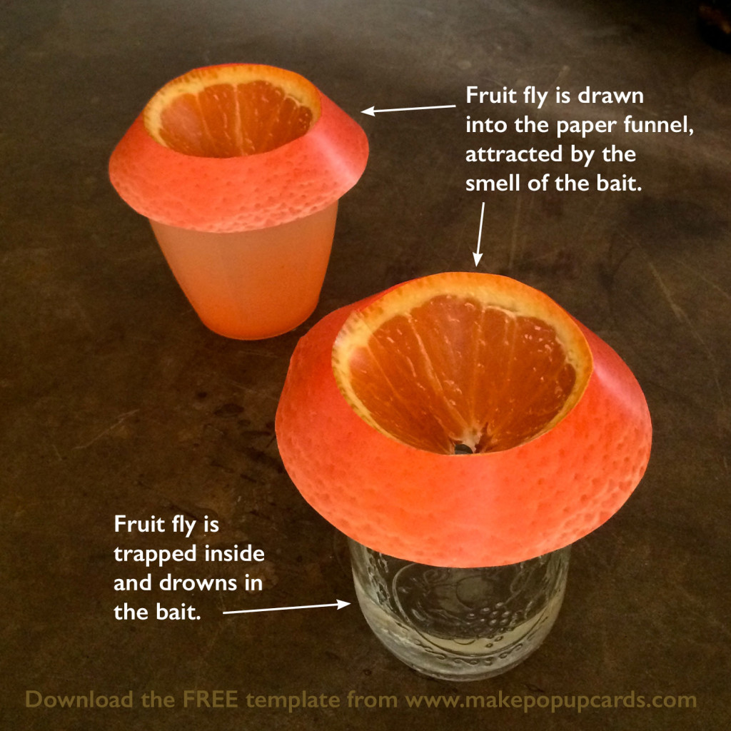 Fruit fly trap