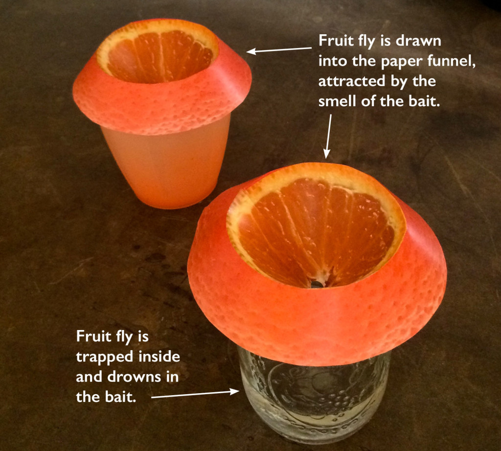 Fruit Fly Trap Easy Diy Template 0167