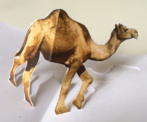 camel